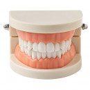 Демонстрационная модель Revyline TM-050 "Зубы" малая