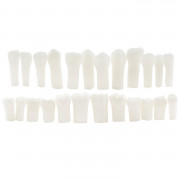 Комплект зубов для детской фантомной модели Revyline, для препарирования