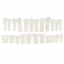 Комплект зубов для детской фантомной модели Revyline, для препарирования